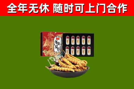 舟曲回收冬虫夏草价格