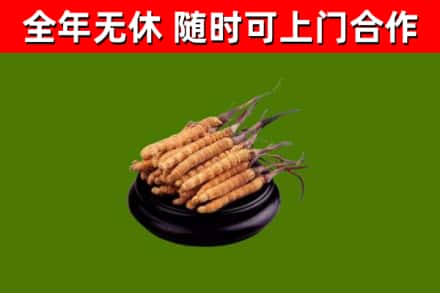 舟曲烟酒回收冬虫夏草.jpg