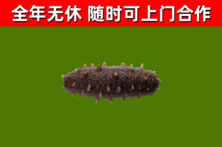 舟曲烟酒回收干海参.jpg